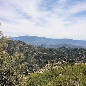 Desert mountains stretch into the distance, framed by bushes in the foreground.