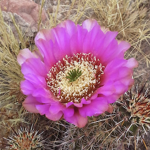 A fuchsia cactus flower with a yellow and green center.