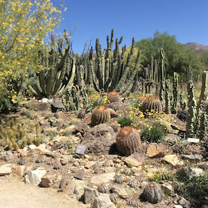 A landscaped desert area with tall and short cacti, yellow wildflowers and a tree that is in bloom.