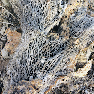 Remains of a prickly pear cactus pad. Light gray fibers are interconnected like lace.