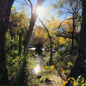 Trees having both yellow and green leaves surround a wide stream. The sun lights up the leaves and is reflected in the water.